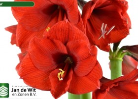 hippeastrum Olaf ® (2)